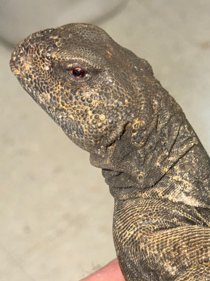 BIG Egyptian uromastyx - Uromastyx