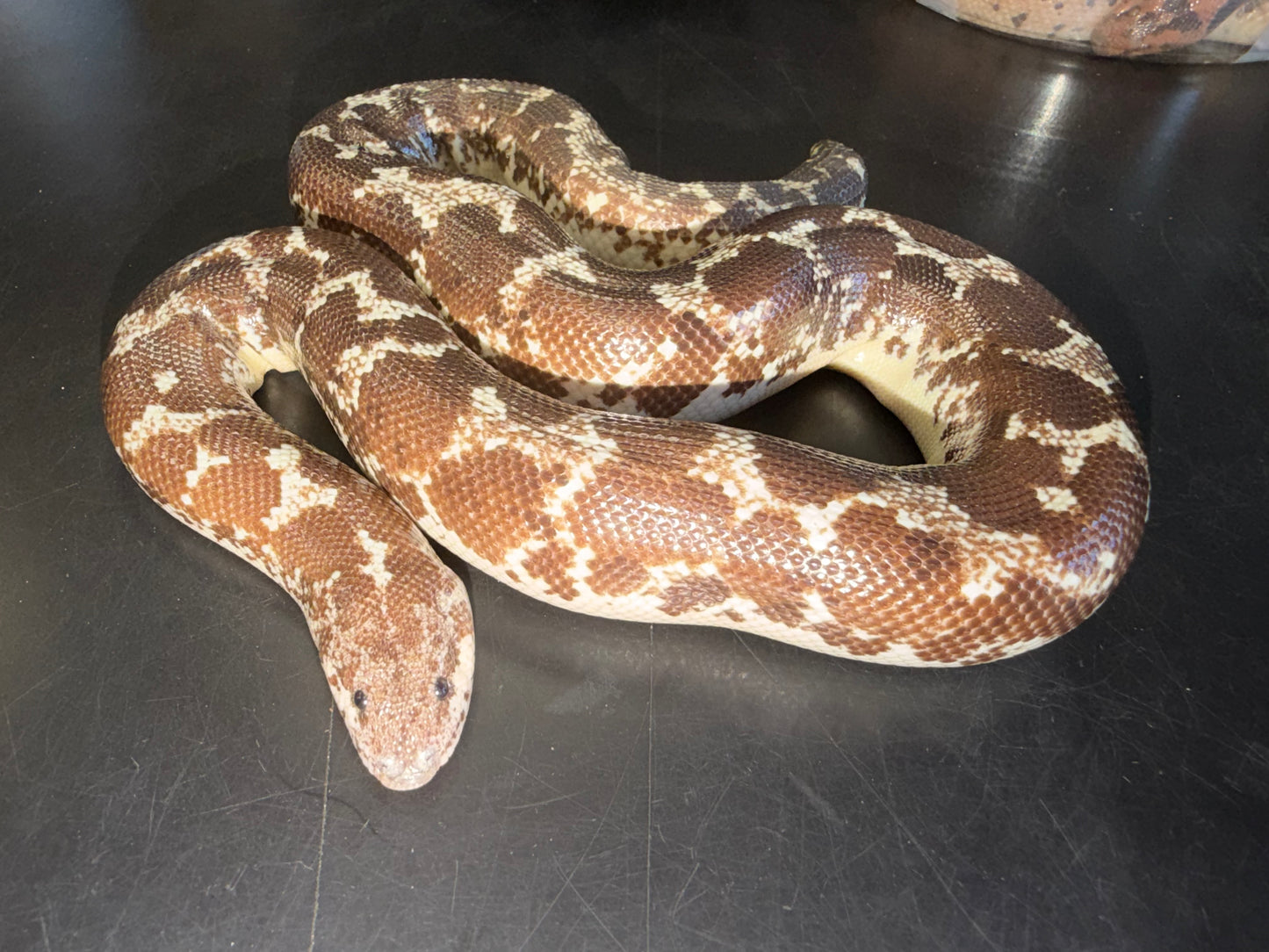 Adult female Anery het Bell albino - Kenyan Sand Boas