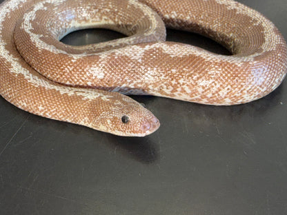 Yearling Anery stripe het albino - Kenyan Sand Boas