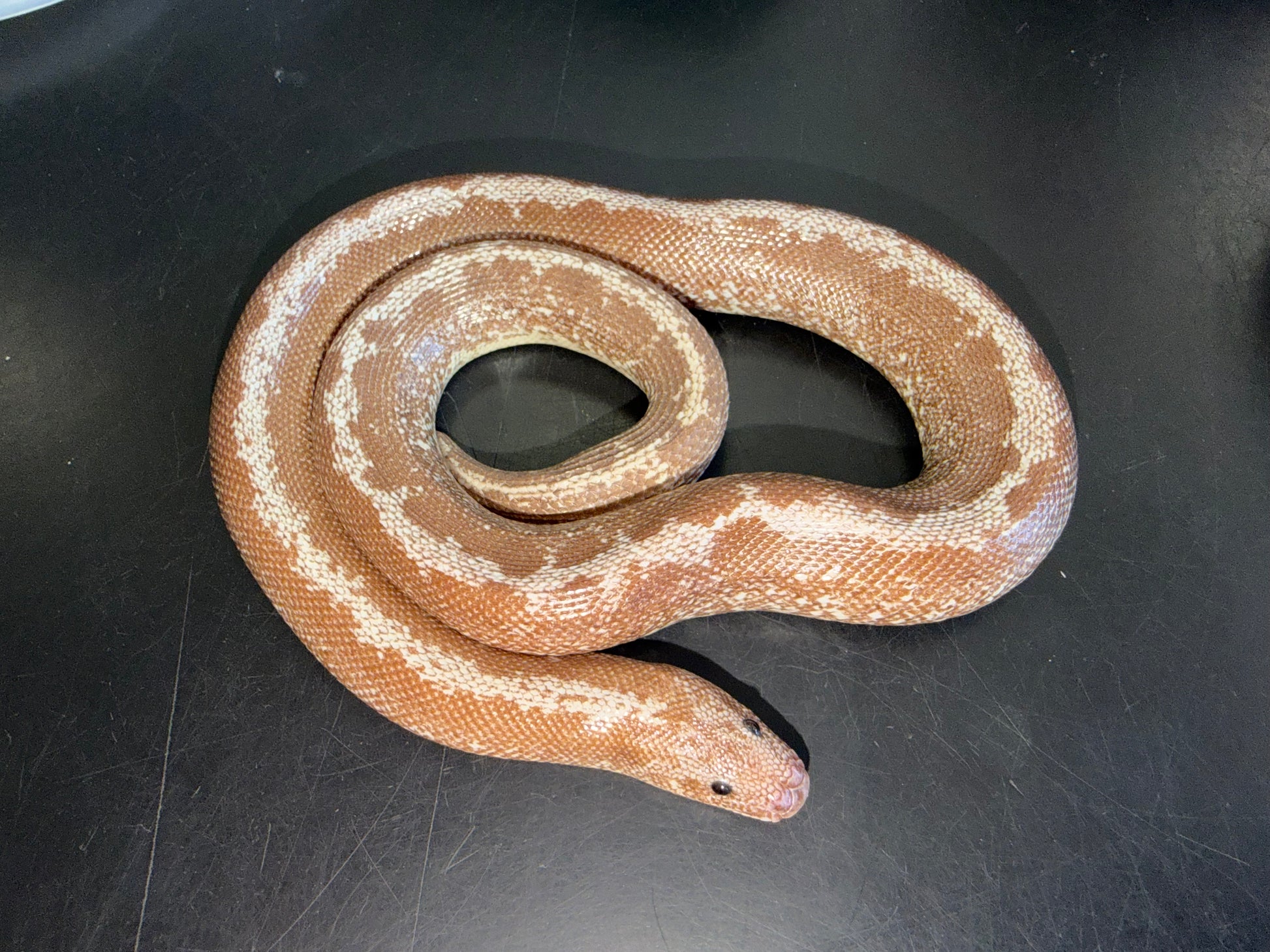 Yearling Anery stripe het albino - Kenyan Sand Boas