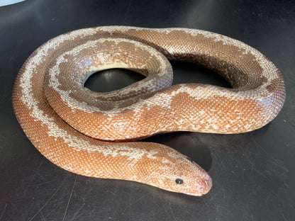 Yearling Anery stripe het albino - Kenyan Sand Boas