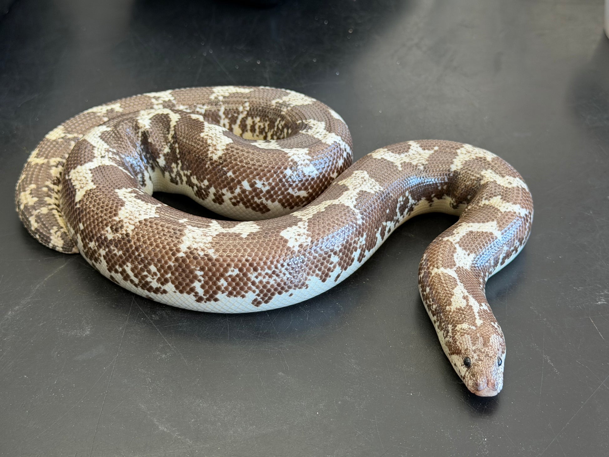Adult Anery Tiger het paradox albino - Kenyan Sand Boas