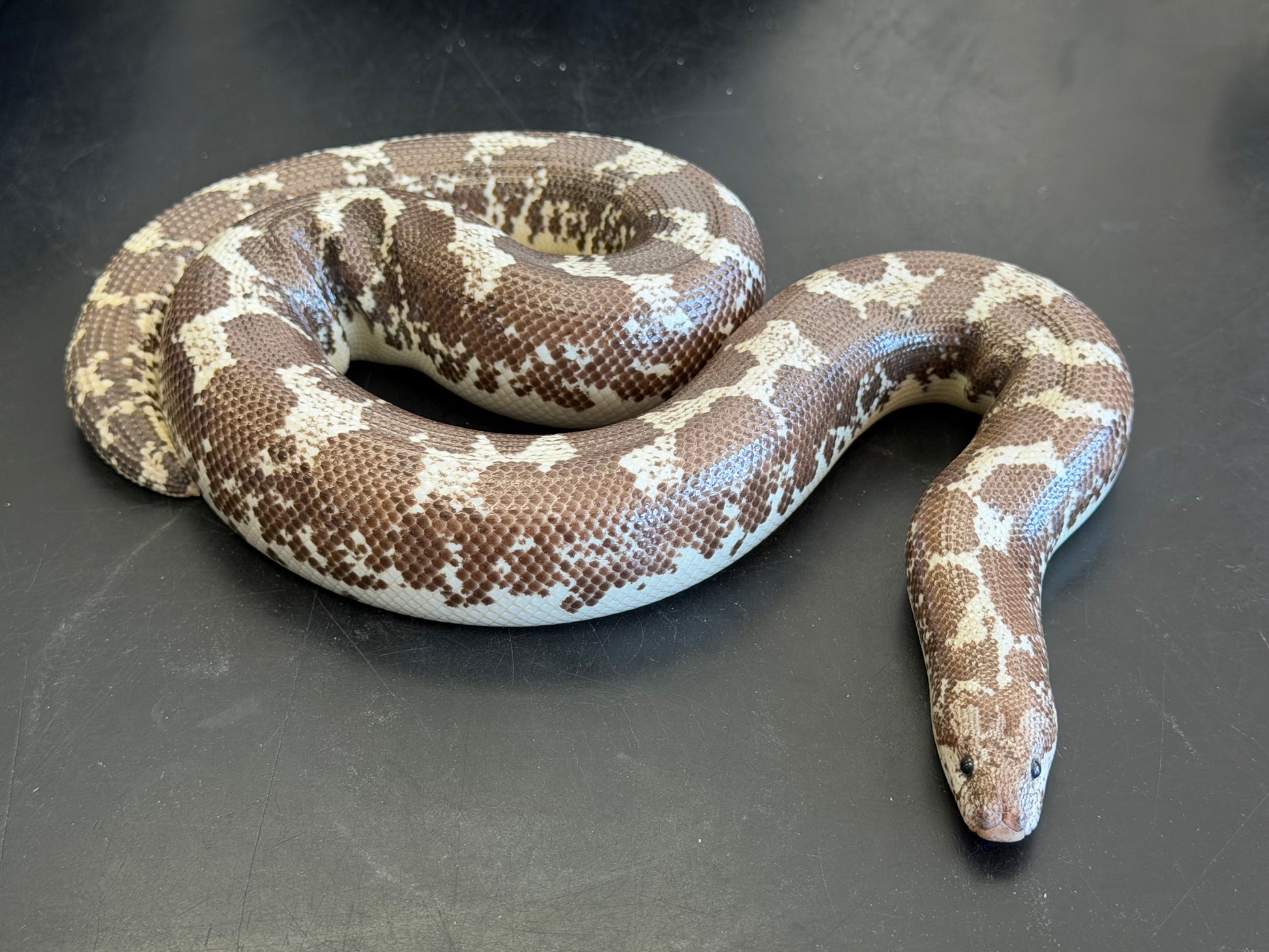 Adult Anery Tiger het paradox albino - Kenyan Sand Boas