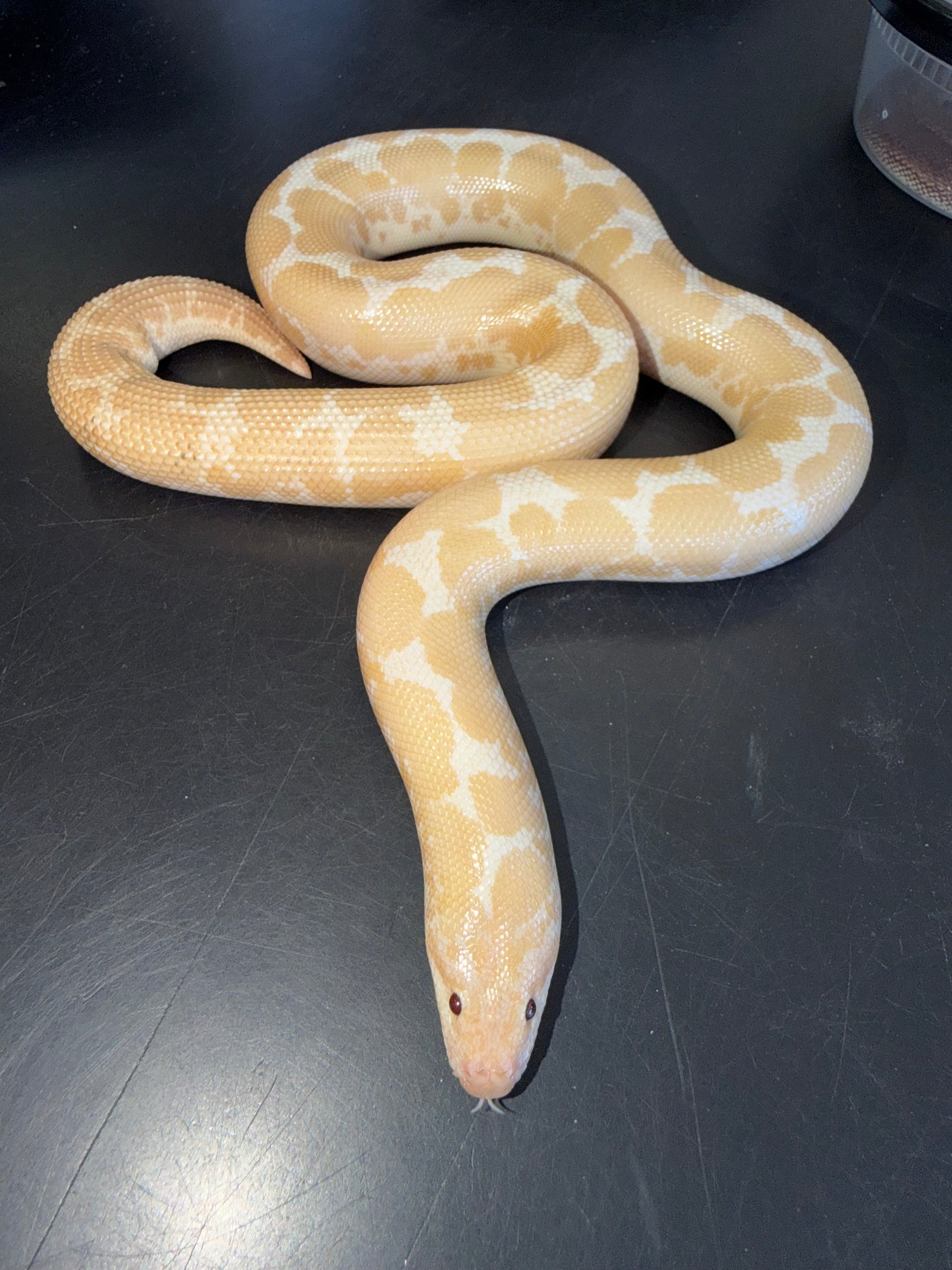 Snow female - Kenyan Sand Boas