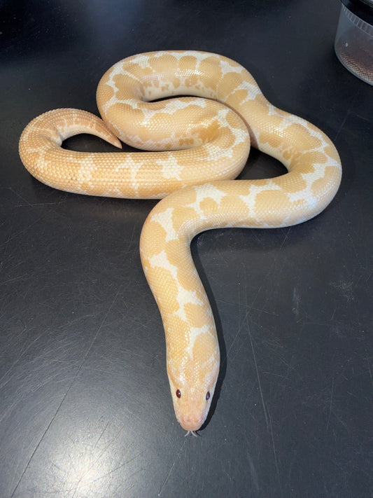 Snow female - Kenyan Sand Boas