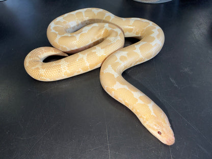 Snow female - Kenyan Sand Boas