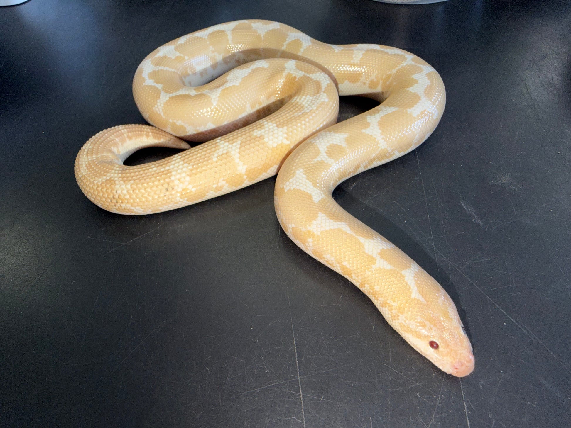 Snow female - Kenyan Sand Boas