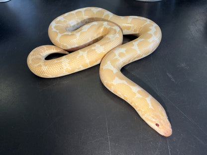 Snow female - Kenyan Sand Boas