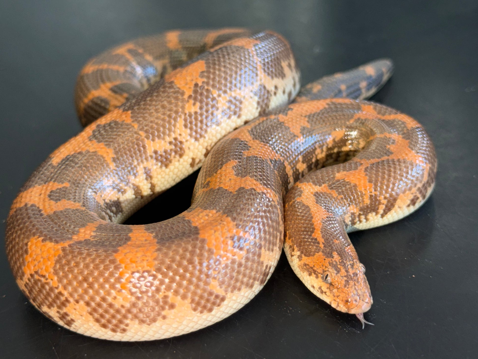 Hi-orange het Anery - Kenyan Sand Boas