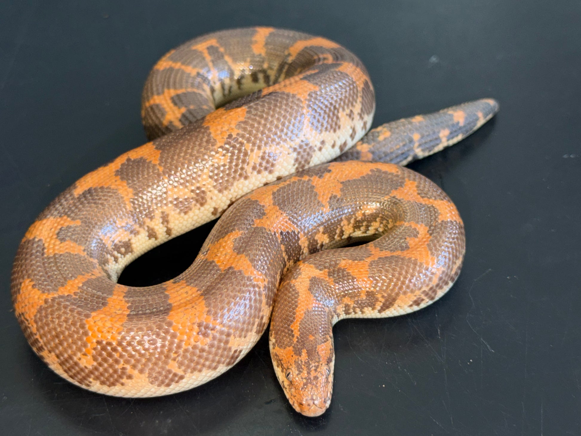 Hi-orange het Anery - Kenyan Sand Boas