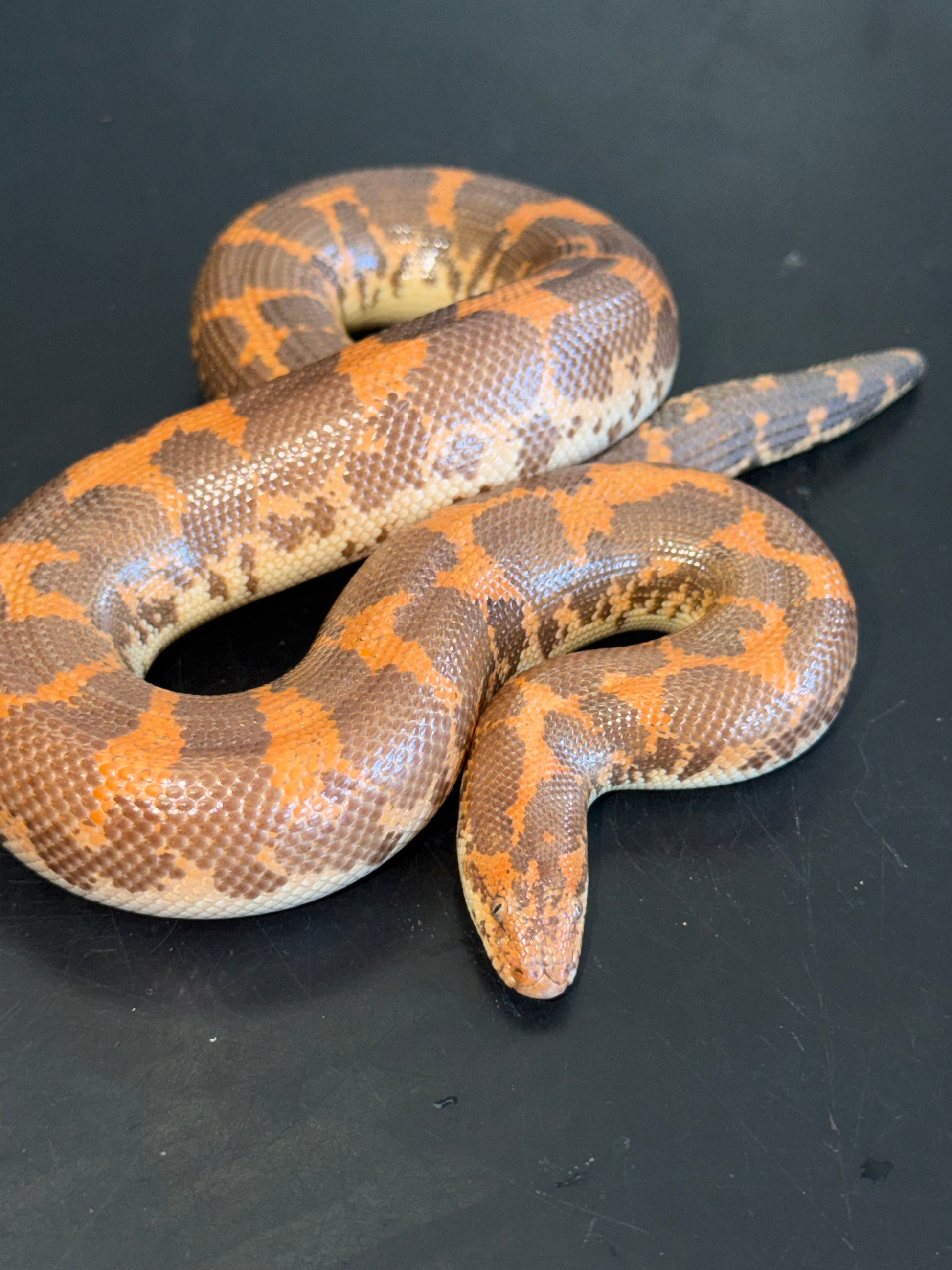Hi-orange het Anery - Kenyan Sand Boas