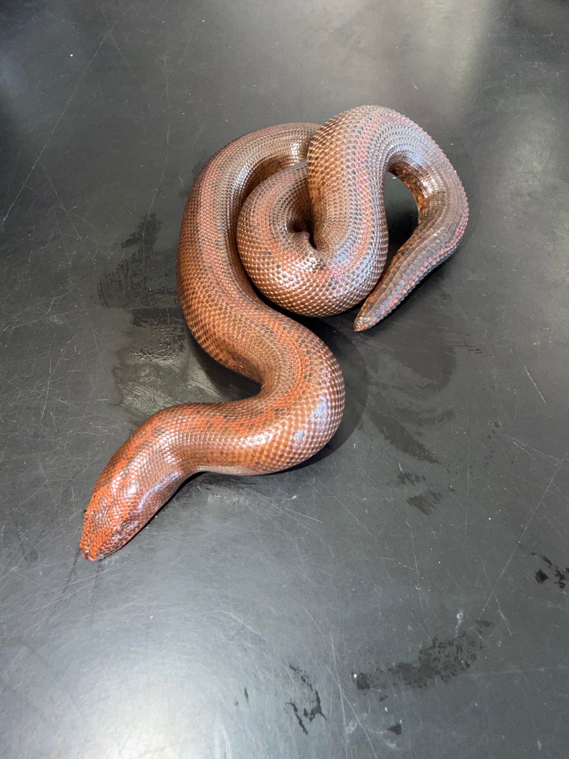 Dark striped male - Kenyan Sand Boas