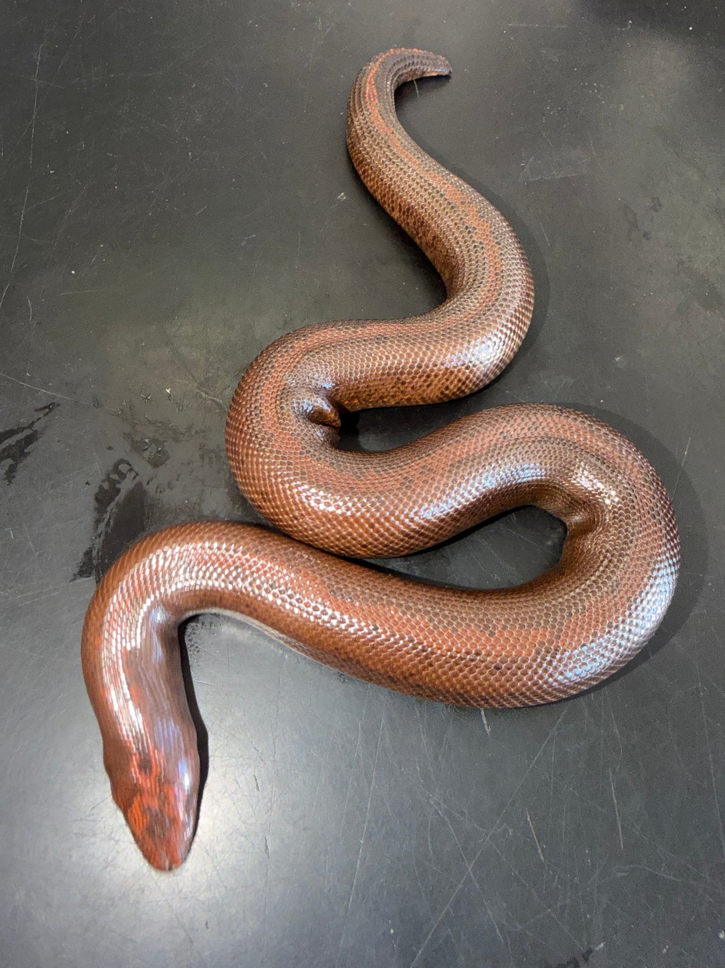 Dark striped male - Kenyan Sand Boas