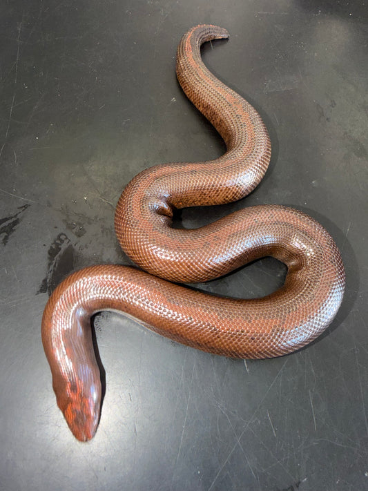 Dark striped male - Kenyan Sand Boas