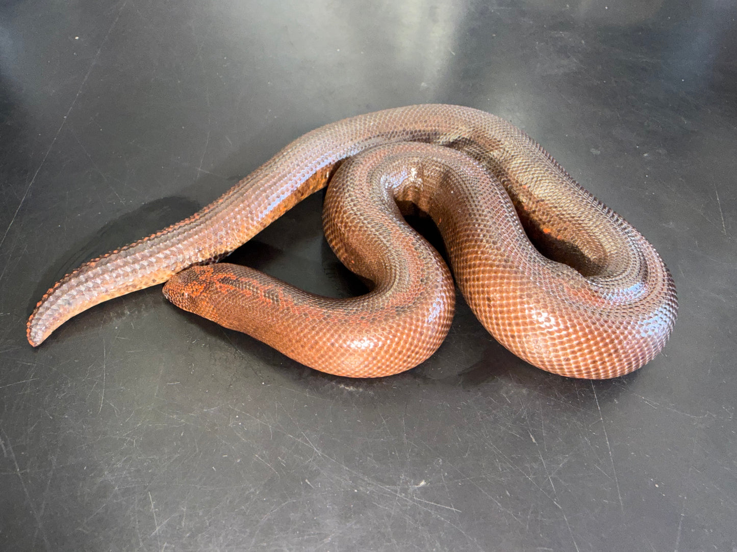 Dark striped male - Kenyan Sand Boas
