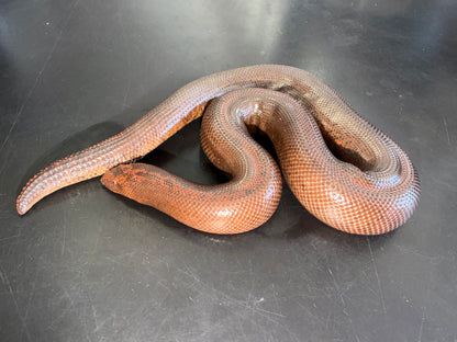 Dark striped male - Kenyan Sand Boas