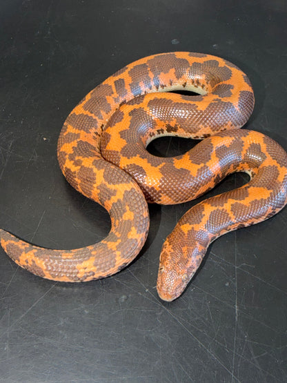 Hi-orange het paradox albino - Kenyan Sand Boas