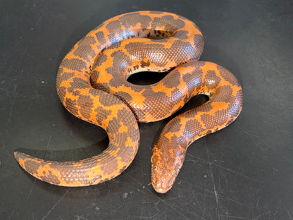 Hi-orange het paradox albino - Kenyan Sand Boas