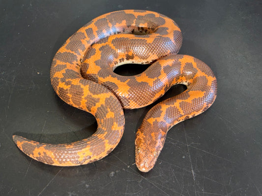 Hi-orange het paradox albino - Kenyan Sand Boas