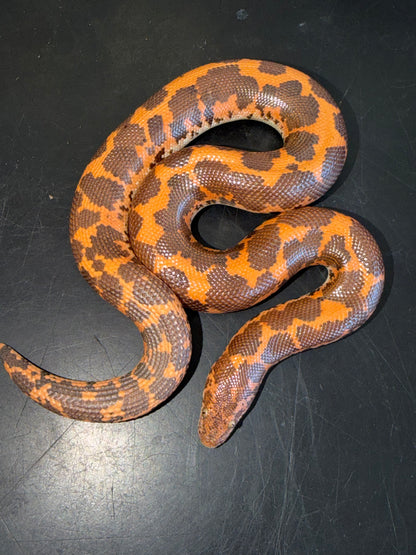 Hi-orange het paradox albino - Kenyan Sand Boas