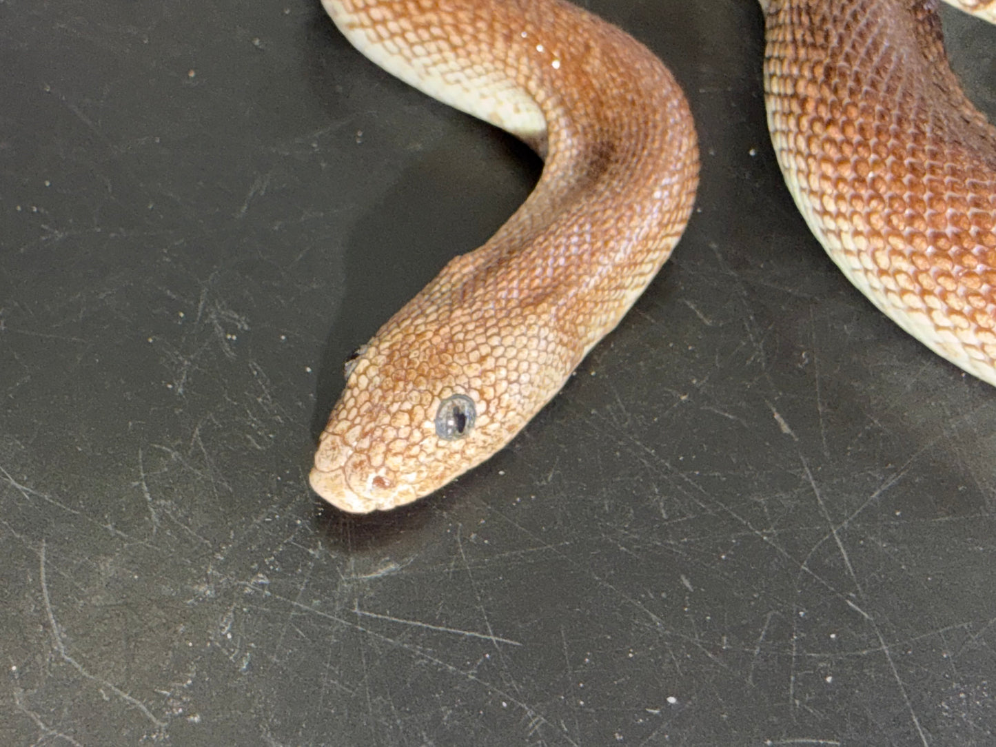 High percentage rufescens - Kenyan Sand Boas