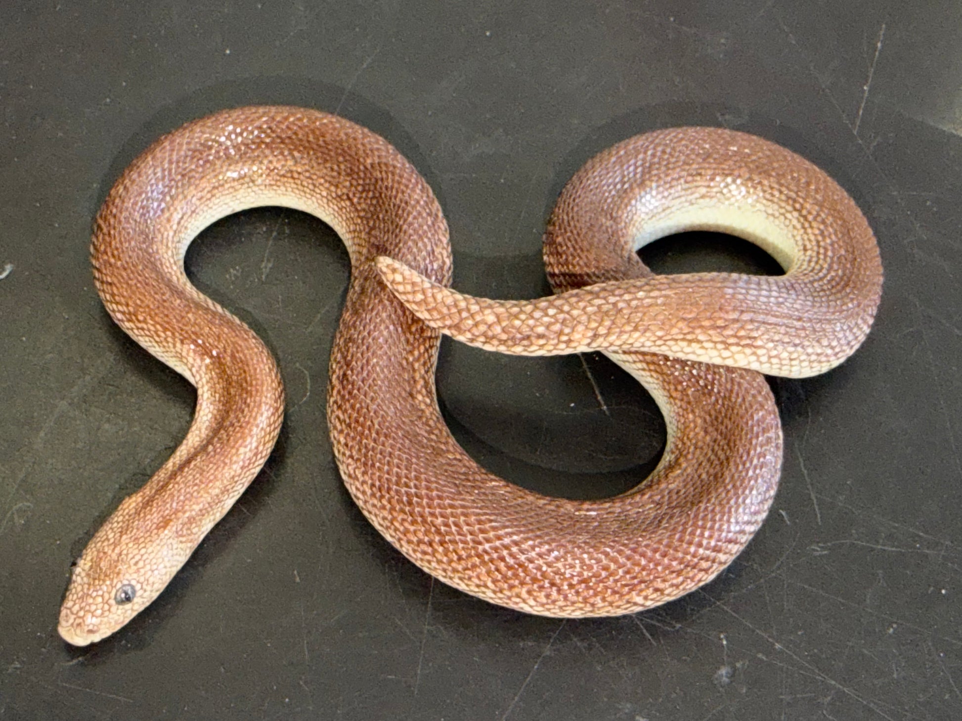 High percentage rufescens - Kenyan Sand Boas