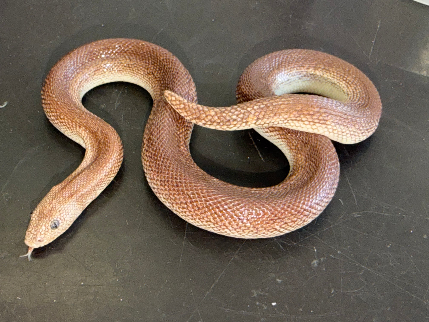High percentage rufescens - Kenyan Sand Boas