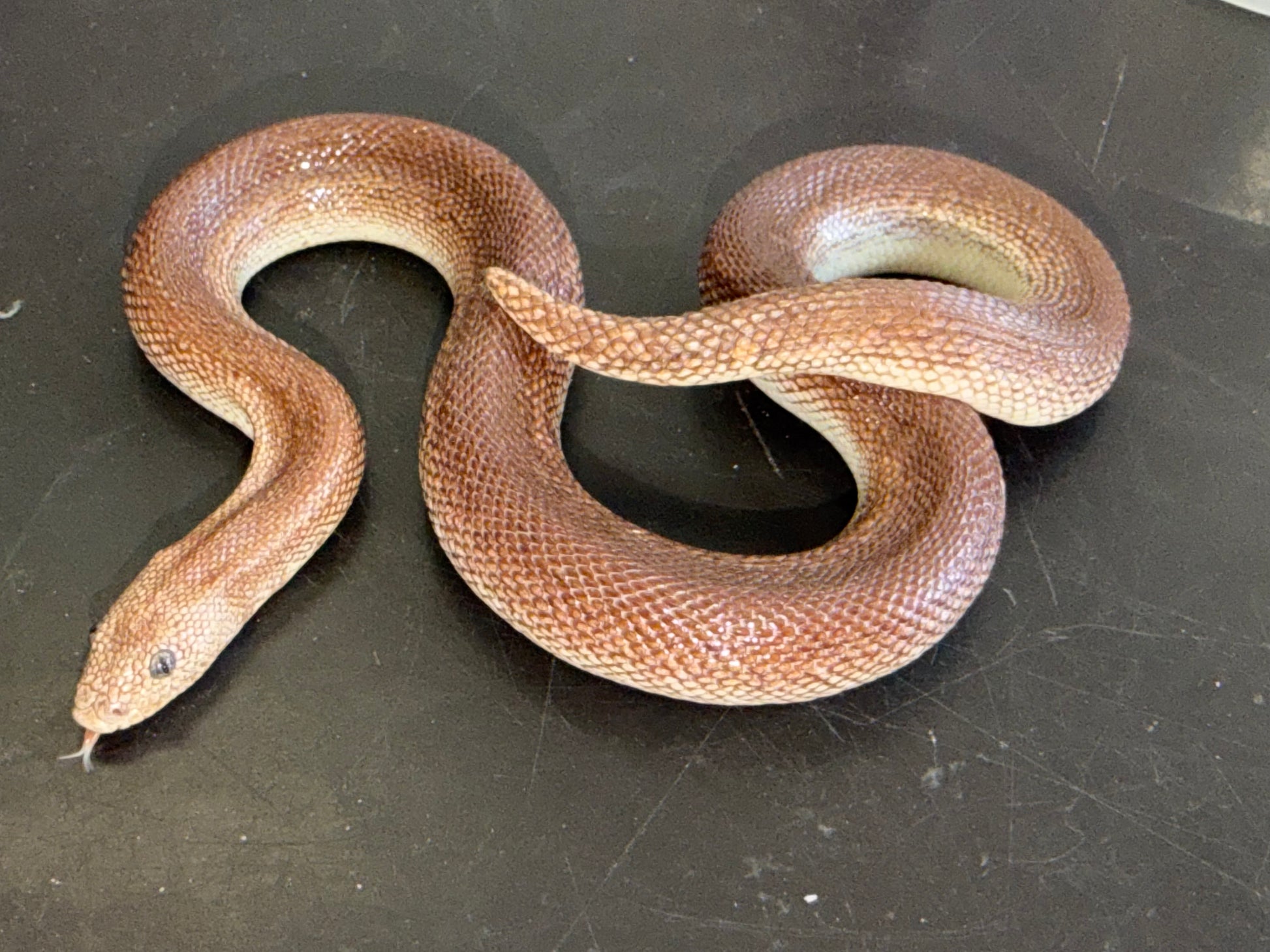 High percentage rufescens - Kenyan Sand Boas