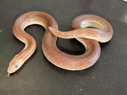 High percentage rufescens - Kenyan Sand Boas
