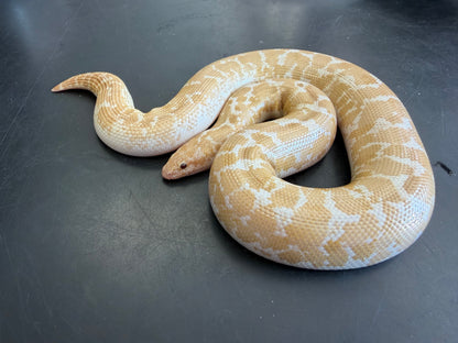 Snow low expression splash - Kenyan Sand Boas