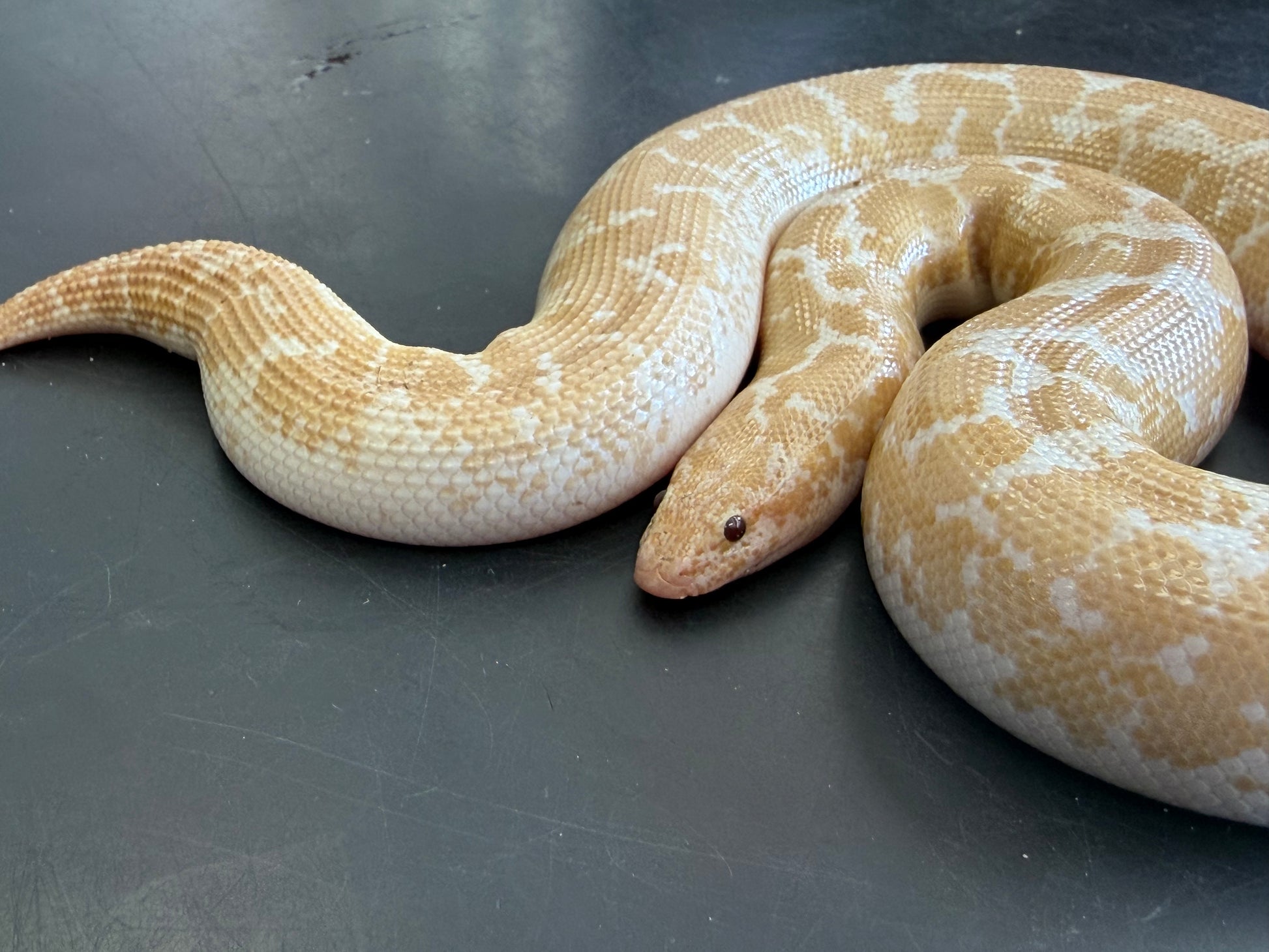 Snow low expression splash - Kenyan Sand Boas