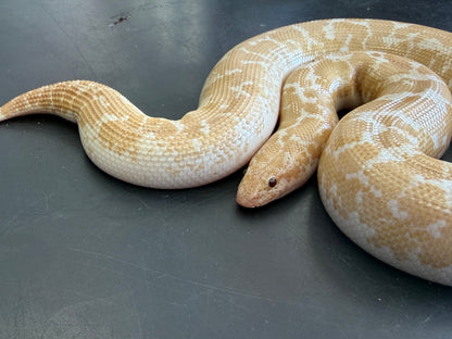Snow low expression splash - Kenyan Sand Boas