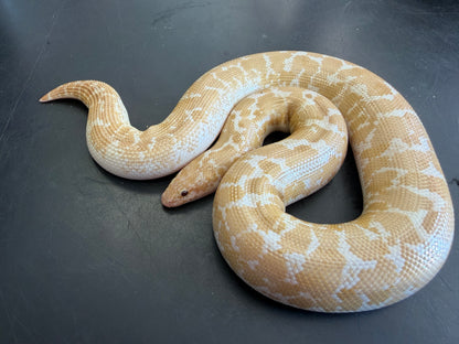 Snow low expression splash - Kenyan Sand Boas