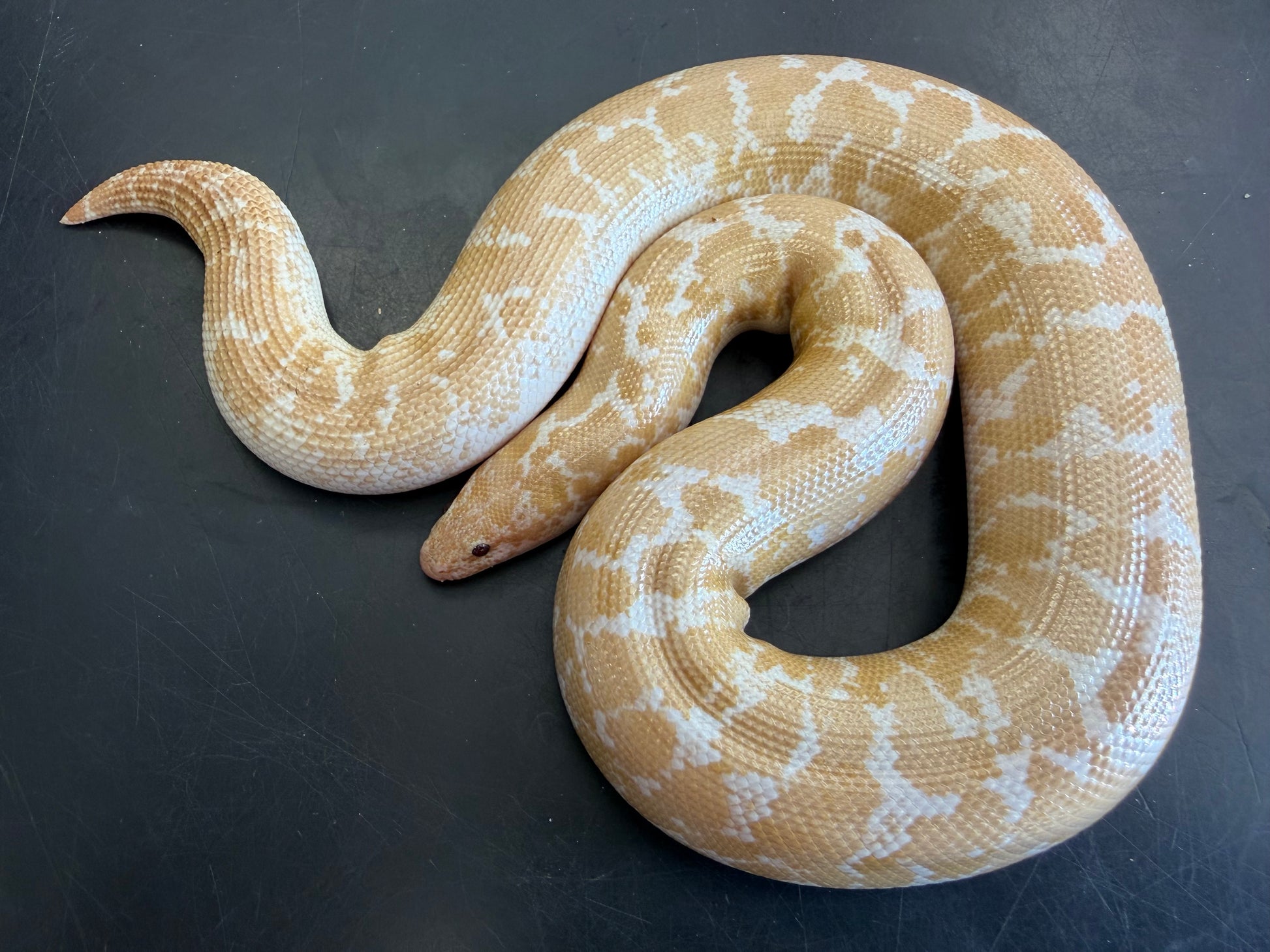 Snow low expression splash - Kenyan Sand Boas