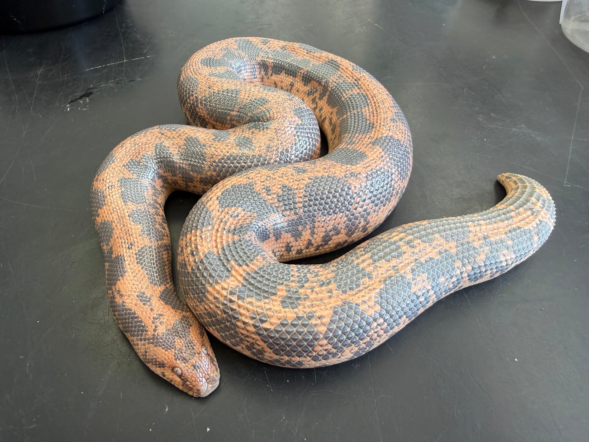 Big breeder female het Anery - Kenyan Sand Boas