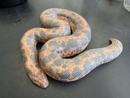 Big breeder female het Anery - Kenyan Sand Boas