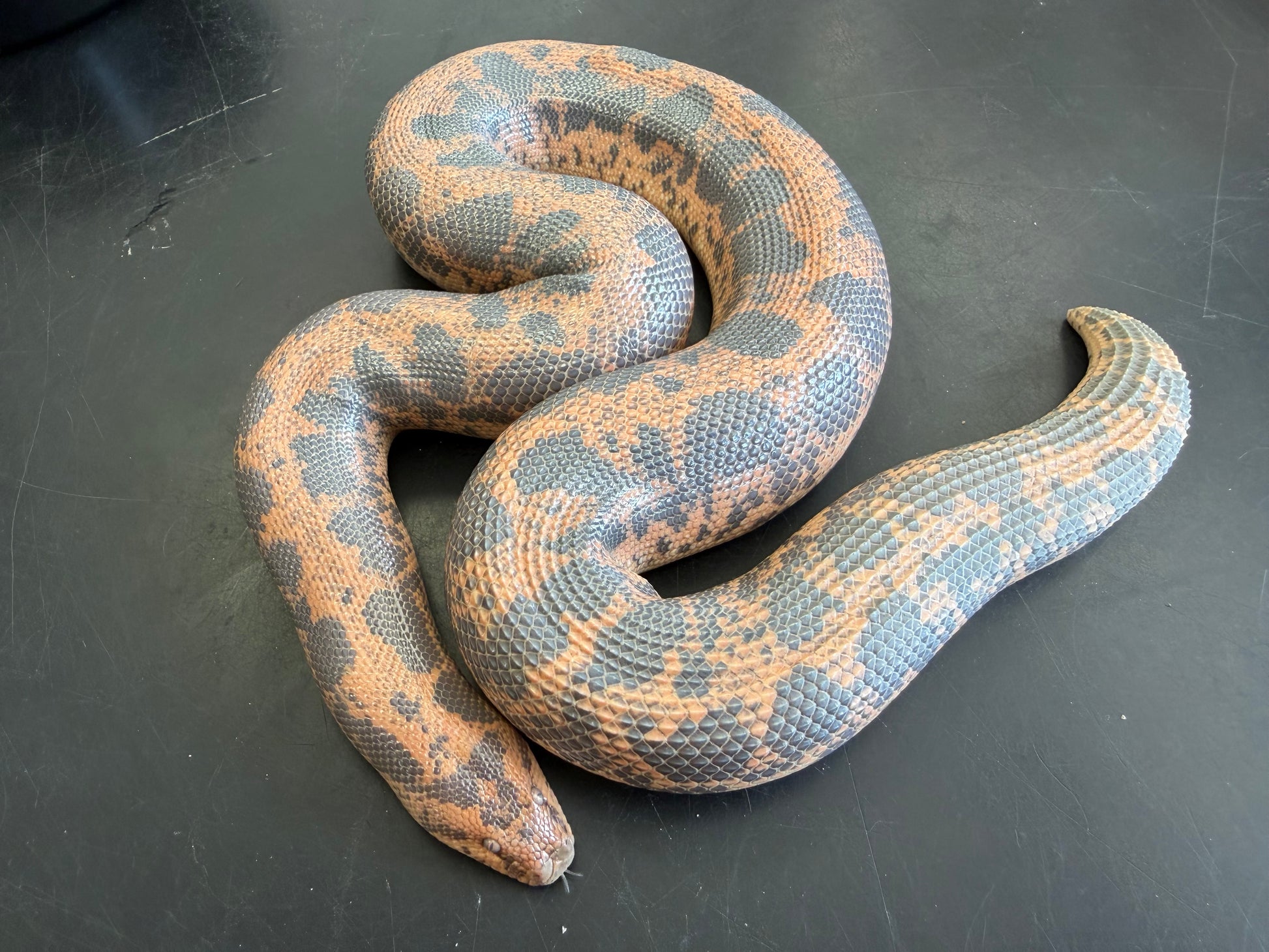 Big breeder female het Anery - Kenyan Sand Boas