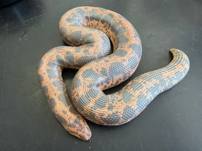 Big breeder female het Anery - Kenyan Sand Boas