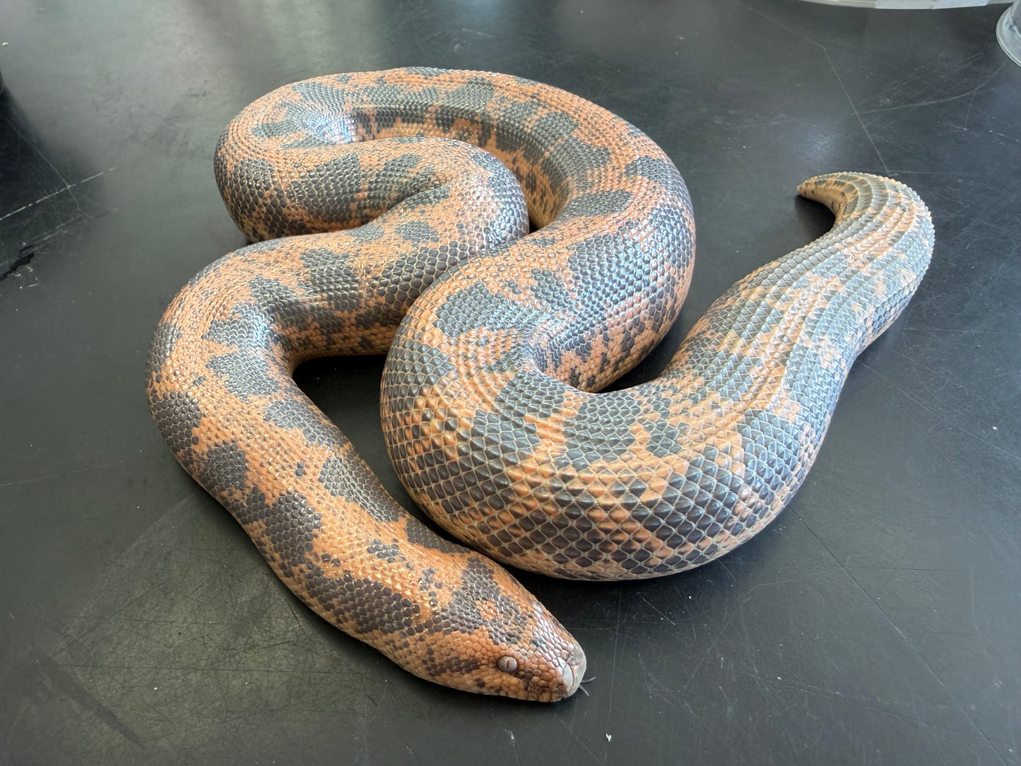 Big breeder female het Anery - Kenyan Sand Boas