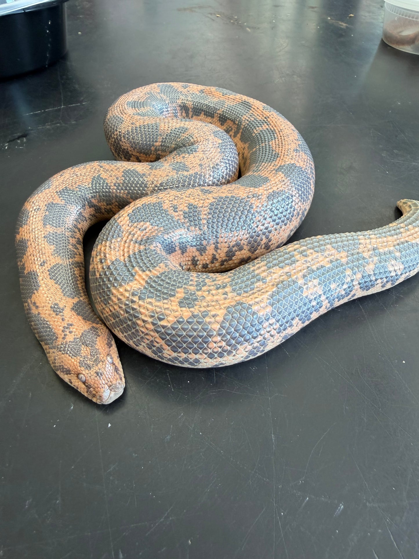 Big breeder female het Anery - Kenyan Sand Boas