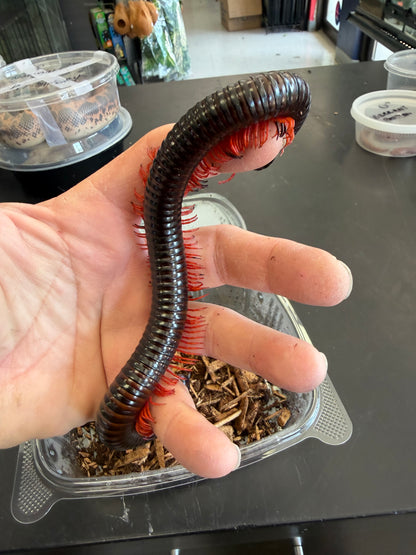 Huge red ghost rider millipedes - Millipedes