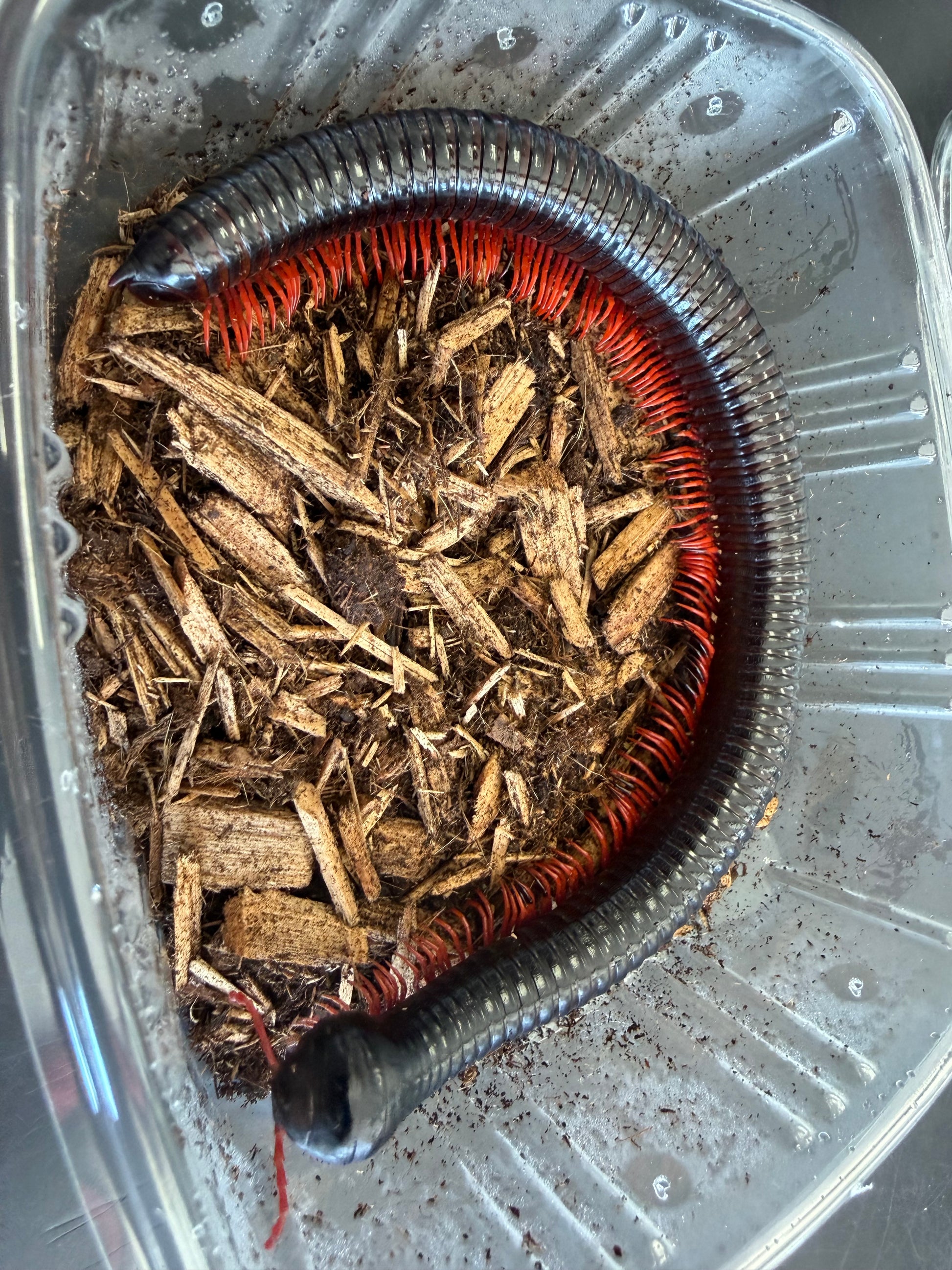 Huge red ghost rider millipedes - Millipedes