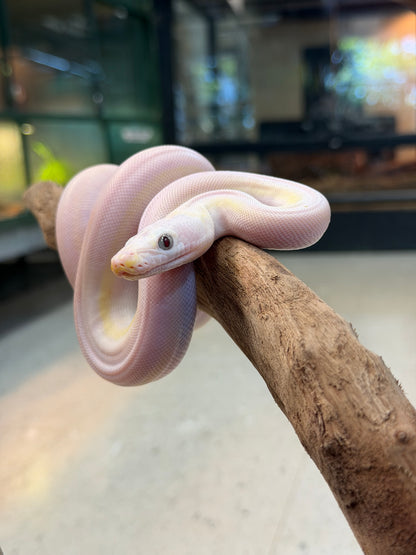 Female cow - Reticulated Pythons