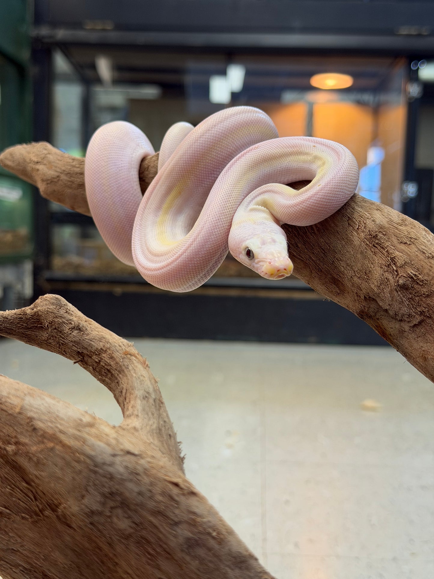 Female cow - Reticulated Pythons