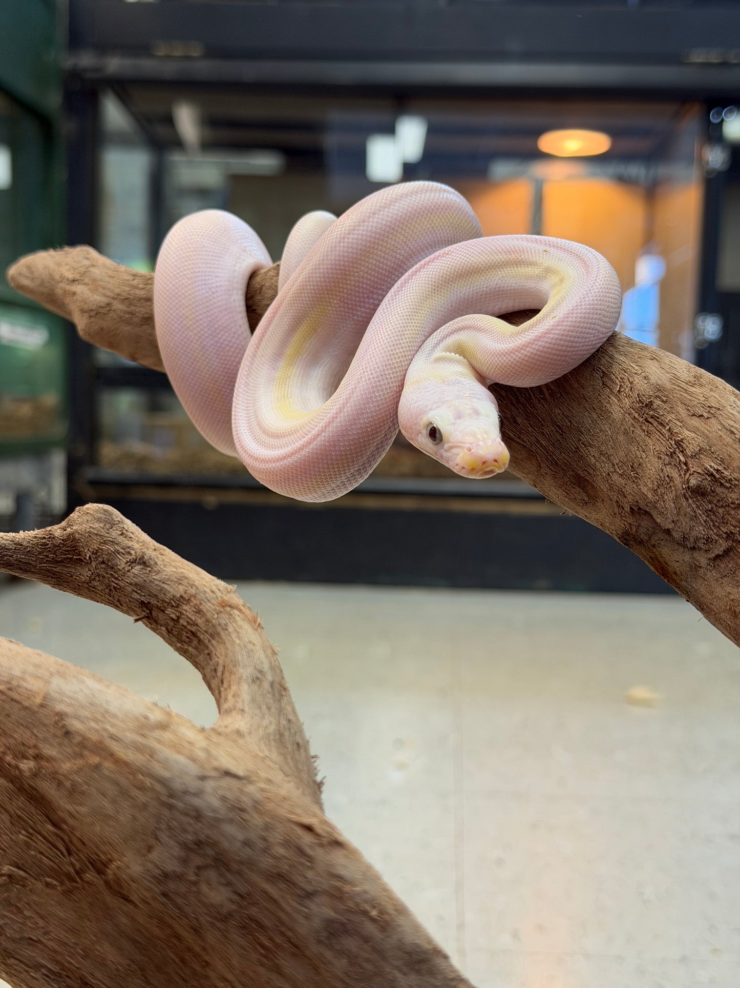 Female cow - Reticulated Pythons