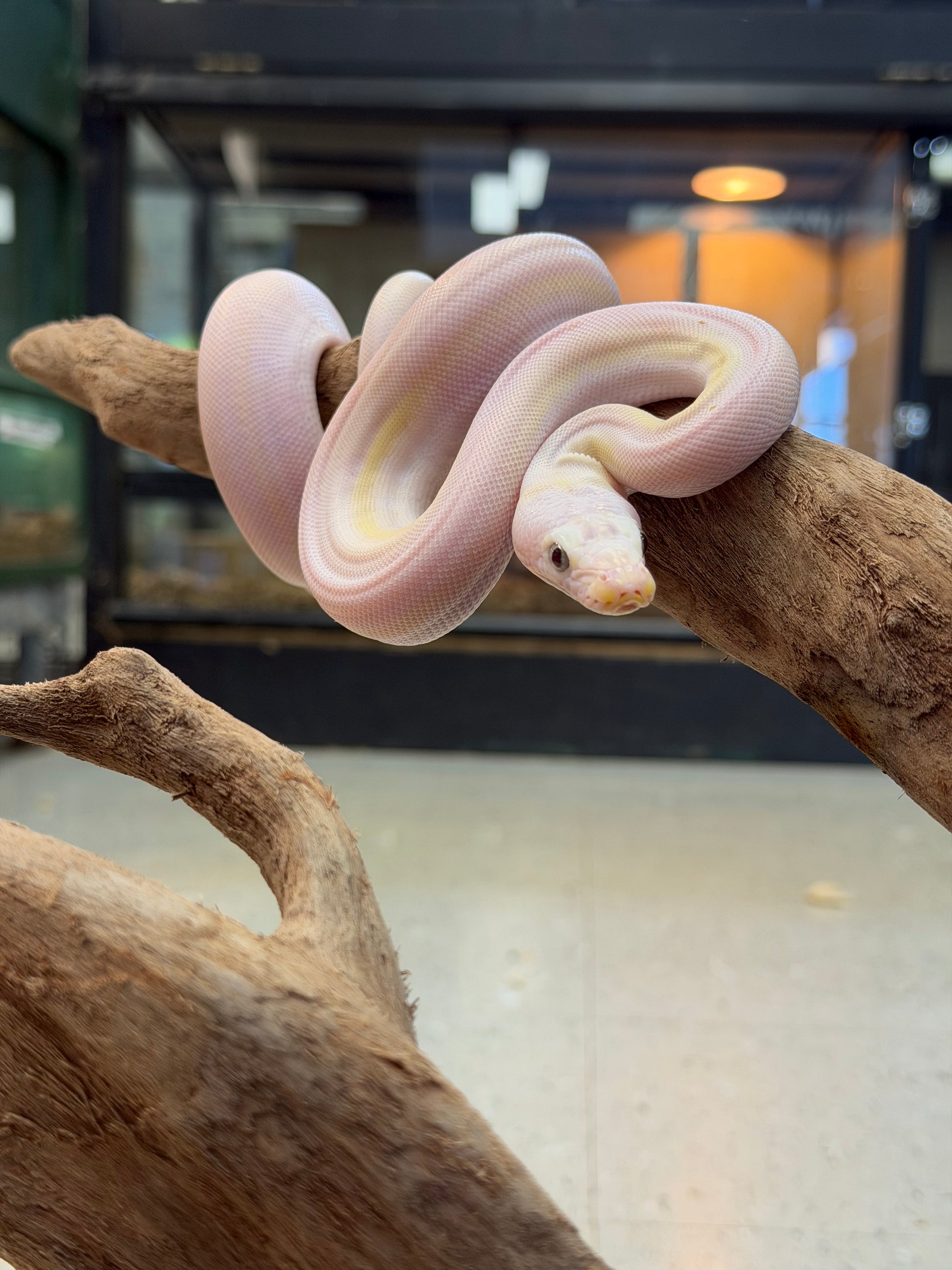 Female cow - Reticulated Pythons
