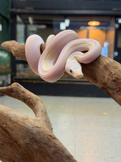 Female cow - Reticulated Pythons
