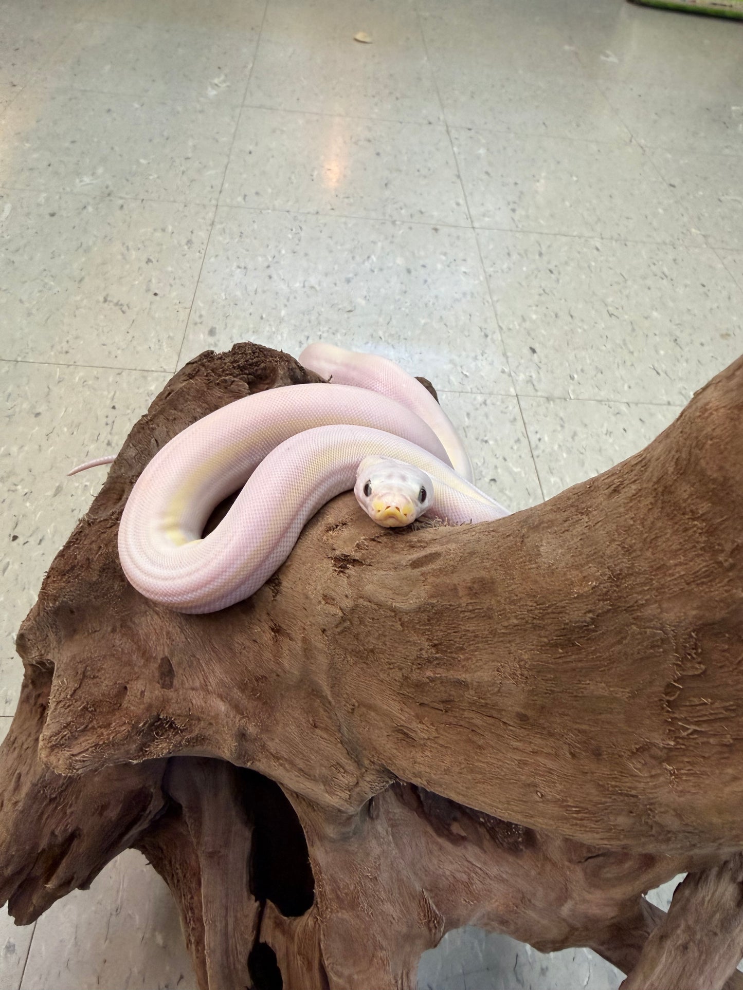 Female cow - Reticulated Pythons