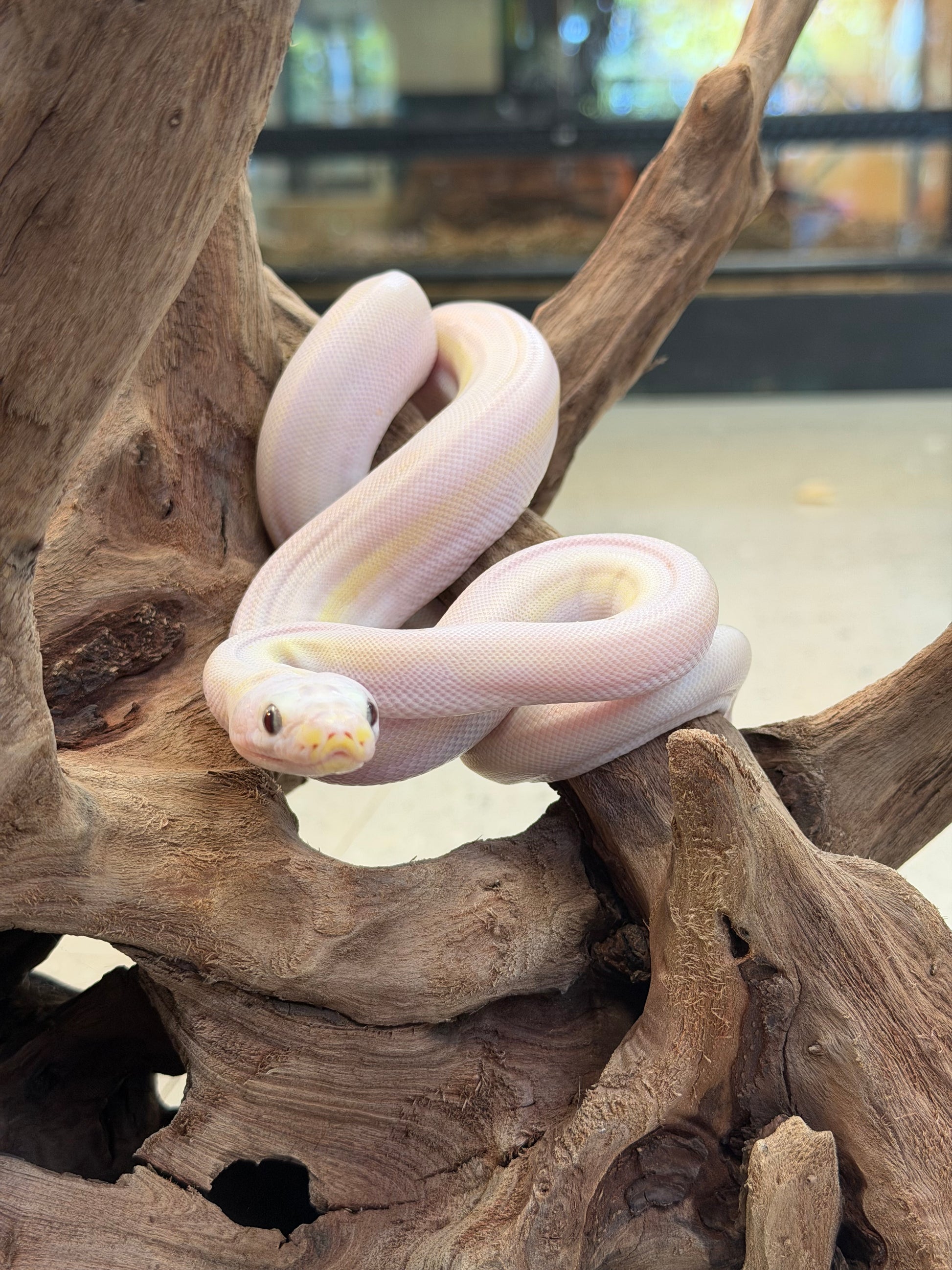 Female cow - Reticulated Pythons