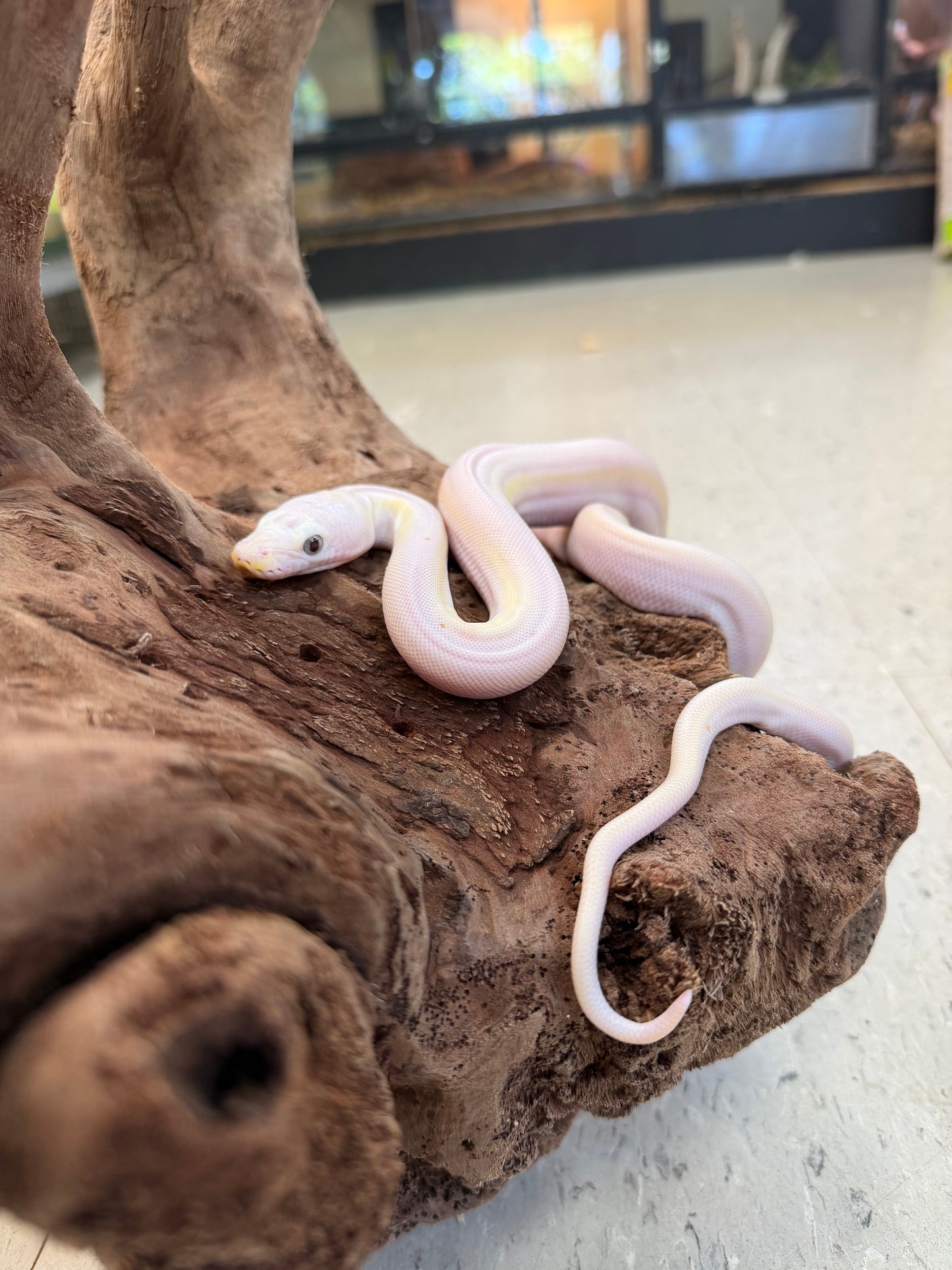 Female cow - Reticulated Pythons